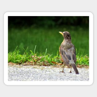 American Robin-5 Sticker